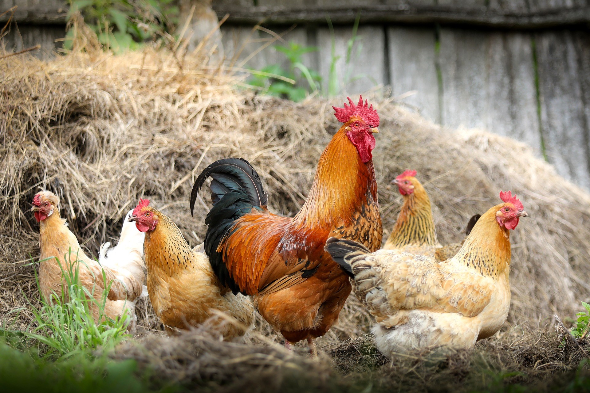 Poultry farming in Scotland